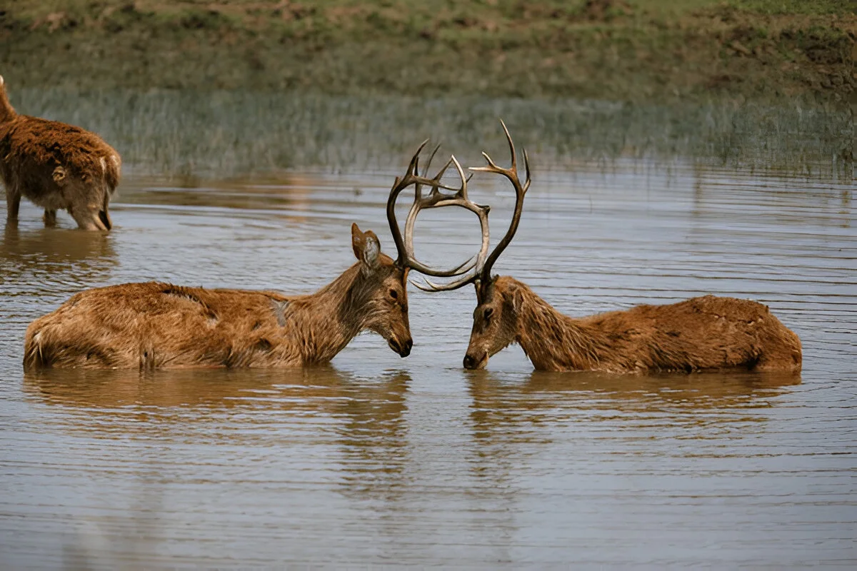 Kanha National Park